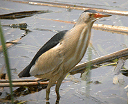 europe birding trip spain little bittern photo