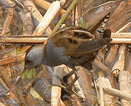 europe birding trip spain little crake photo