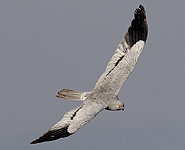 birding in europe spain catalonia montagu's harrier photo