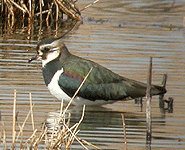 birding in spain birding northen lapwing photo