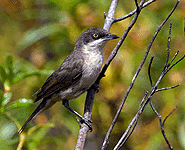 birding vacation europe spain western orphean warbler photo