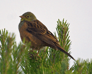 birding in spain birding ortolan bunting photo