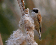 europe birding trip spain penduline tit photo