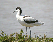 birding in spain birding pied avocet photo