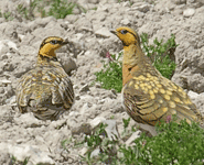 birding vacation in europe spain pin-tailed sandgrouse photo