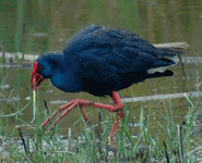 spain birding in the ebro delta purple swamphen photo