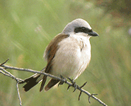 Euro birding break spain red-backed shrike photo