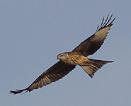 spain bird watching trip red kite photo