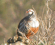 Euro birding break spain red-legged partridge photo