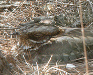 birding vacation europe spain red-necked nightjar photo