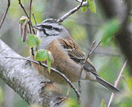 Euro birding break spain rock bunting photo