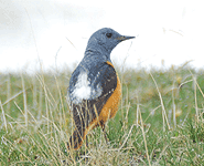 birding vacation europe spain rufous tailed rock thrush photo