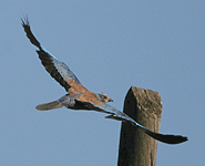 birding vacation europe spain roller photo