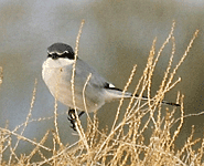 birding in spain birding southern grey shrike photo