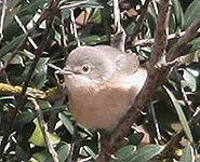 birding vacation europe spain spectacled warbler photo