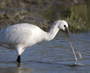 Euro birding break spain eurasian spoonbill photo