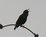 spain birding in the ebro delta spotless starling photo