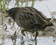 europe birding trip spain spotted crake photo