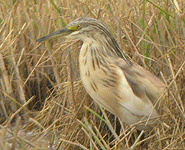 birding in europe spain catalonia squacco heron photo