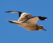 Euro birding break spain stone-curlew eurasian thick-knee photo