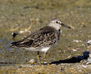 spain birding in the ebro delta temminck's stint photo