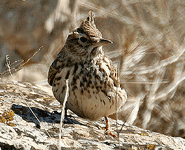 spain birding thekla lark photo