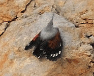 birding vacation in europe spain wallcreeper photo