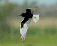 europe birding trip spain white-winged tern photo