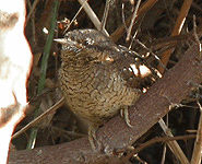 europe birding trip spain wryneck photo