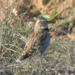 birding holidays spain trip report calandra lark photo