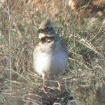 birding holidays spain trip report calandra lark photo 2