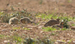 birding holidays spain trip report pt sandgrouse photo