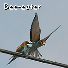 birding in spain birding family holiday llobregat bee-eater photo