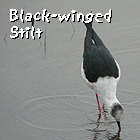 birding in spain birding family guided day tours black-winged stilt photo