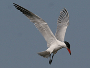 birding in spain birding guided family day trips ebro delta caspian tern photo