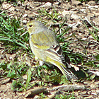 birding in spain birding holidays pyrenees citril finch photo