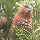 birding in spain birding bird watching holidays pyrenees crossbill photo