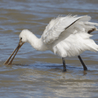 birding in spain birding bird watching trips aiguamolls spoonbill photo