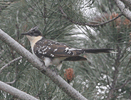 birding in spain birding bird watching trips aiguamolls great spotted cuckoo photo