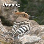 birding in spain birding guided family day trips ebro delta hoopoe photo