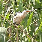 birding in spain birding family holiday llobregat little bittern photo