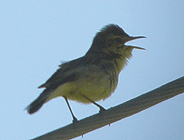 birding in spain birding family holidays garraf massif barcelona melodious warbler photo