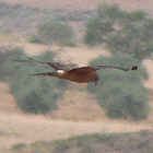 birding in spain birding family guided day tours steppes montagu's harrier photo