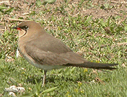 birding in spain birding family holiday llobregat collared pratincole photo