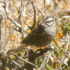 birding in spain birding family holidays garraf massif barcelona rock bunting photo