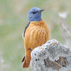 birding in spain birding bird watching holidays pyrenees rock thrush photo