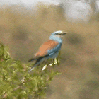 birding in spain birding bird watching trips aiguamolls roller photo