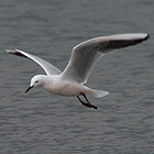 birding in spain birding winter ebro delta slender-billed gull photo