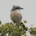 birding in spain birding family holidays garraf massif barcelona southern grey shrike photo