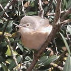 birding in spain birding family guided day tours steppes spectacled warbler photo